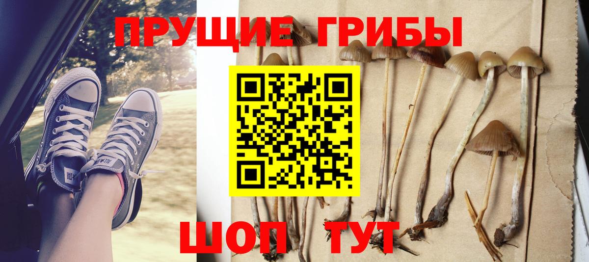 Галлюциногенные грибы Cubensis Коркино